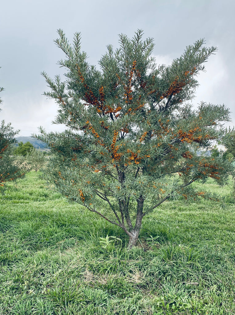 Radiant Sôl moisturizing balm